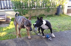 Deux chiens qui jouent